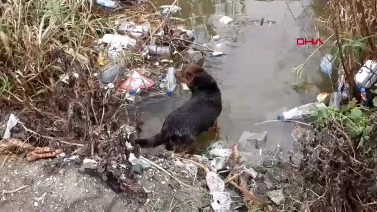 Hatay’da Su Tahliye Borusuna Sıkışan Yavru Köpekler Kurtarıldı